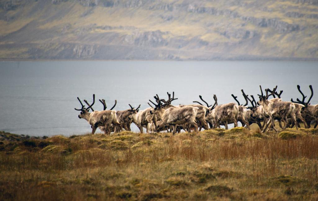 Skarðás Country Cabins Villa Egilsstaðir Eksteriør bilde